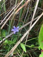 Campanula californica