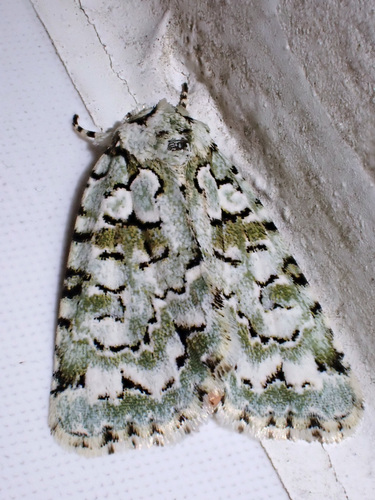 Marbled Green, photo 7 of 9