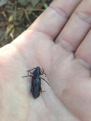 Semanotus amethystinus