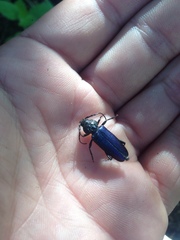 Semanotus amethystinus