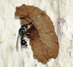 Paraleptomenes miniatus