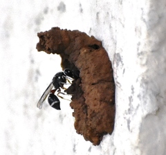 Paraleptomenes miniatus