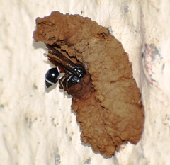 Paraleptomenes miniatus