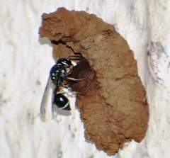 Paraleptomenes miniatus