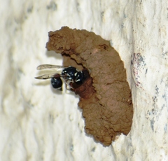 Paraleptomenes miniatus