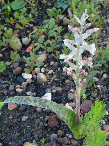 Lachenalia judithiae