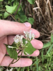 Mikania scandens image