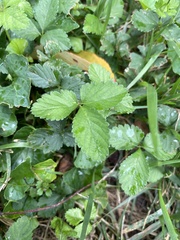 Potentilla indica