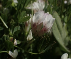 Trifolium monanthum