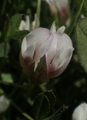 Trifolium monanthum