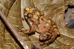 Craugastor polyptychus