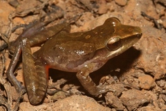 Craugastor talamancae image