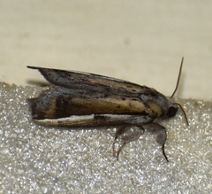 Niganda radialis