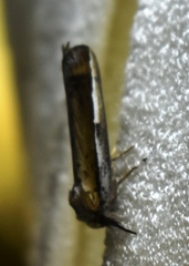 Niganda radialis