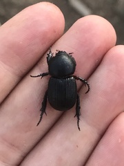 Archophileurus cribrosus