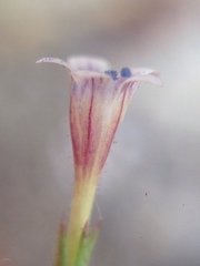 Allophyllum capillare