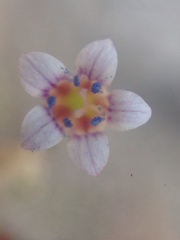 Allophyllum capillare