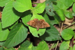 Pellicia dimidiata dimidiata