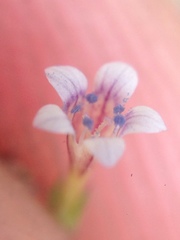 Allophyllum capillare