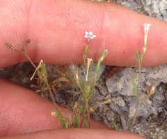 Allophyllum capillare