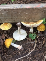 Amanita