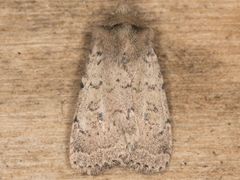 Homorthodes communis