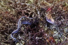 Gymnothorax cribroris