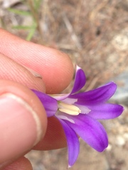 Brodiaea elegans