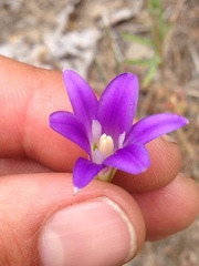 Brodiaea elegans