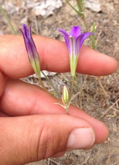 Brodiaea elegans