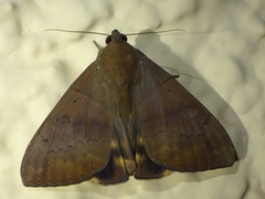 Ophiusini