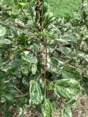 Hibiscus