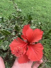 Hibiscus