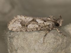 Acrolophus variabilis