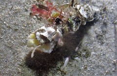 Diopatra dentata