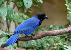 Cyanocorax caeruleus