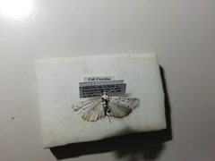 Myelois circumvoluta