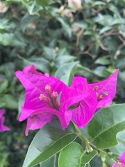 Bougainvillea