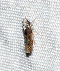 Scaphoideus pullus