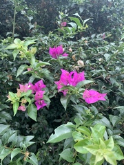 Bougainvillea