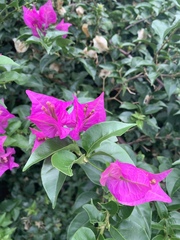 Bougainvillea