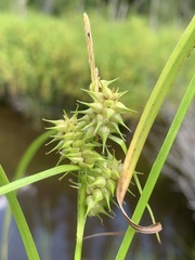 Carex retrorsa