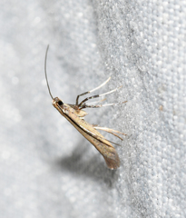 Caloptilia hypericella