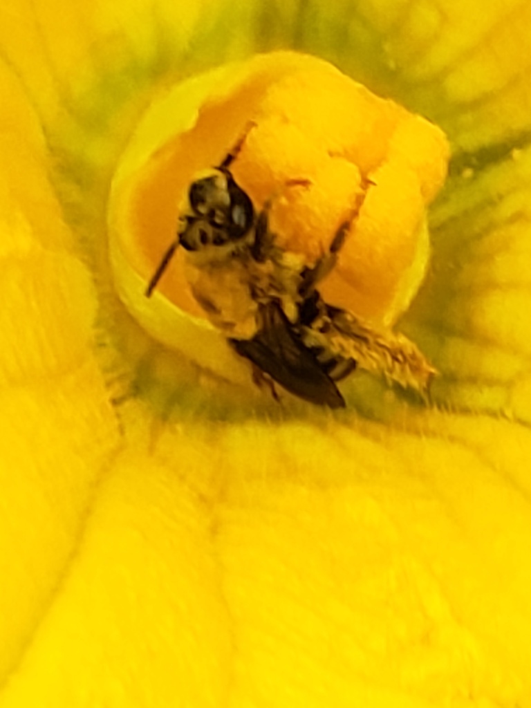 Pruinose Squash Bee from Whitehaven Queensway Terrace North, Ottawa