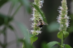 Bombus affinis