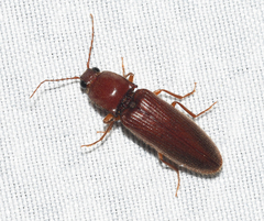 Hemicrepidius melanophthalmus