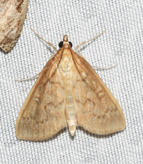 Framinghamia helvalis