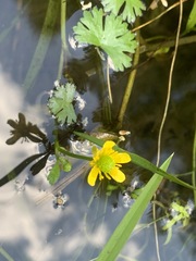 Ranunculus gmelinii