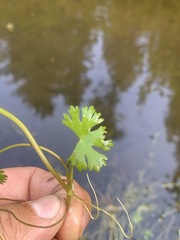Ranunculus gmelinii
