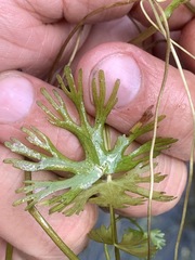 Ranunculus gmelinii